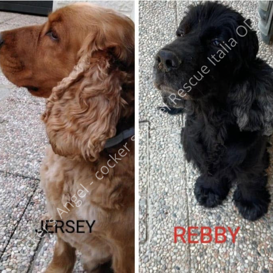 Jersey-Rebby-24